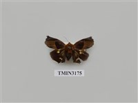 藏品(白斑佩蛾)的圖片